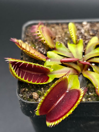 Dionaea muscipula - Wally