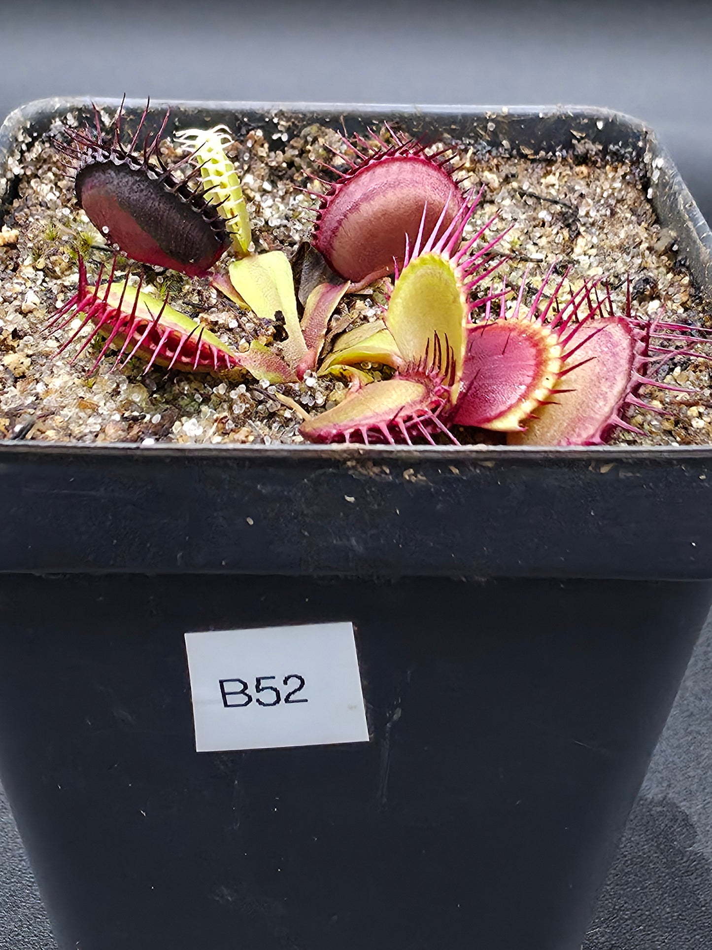 Dionaea muscipula - B52