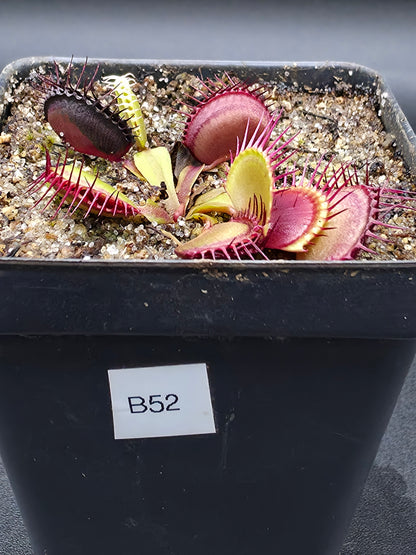 Dionaea muscipula - B52