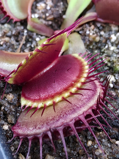 Dionaea muscipula - B52