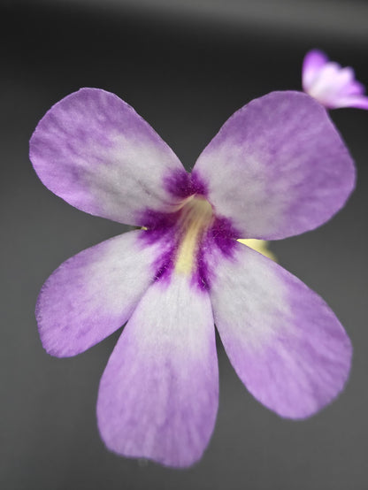 Pinguicula gina