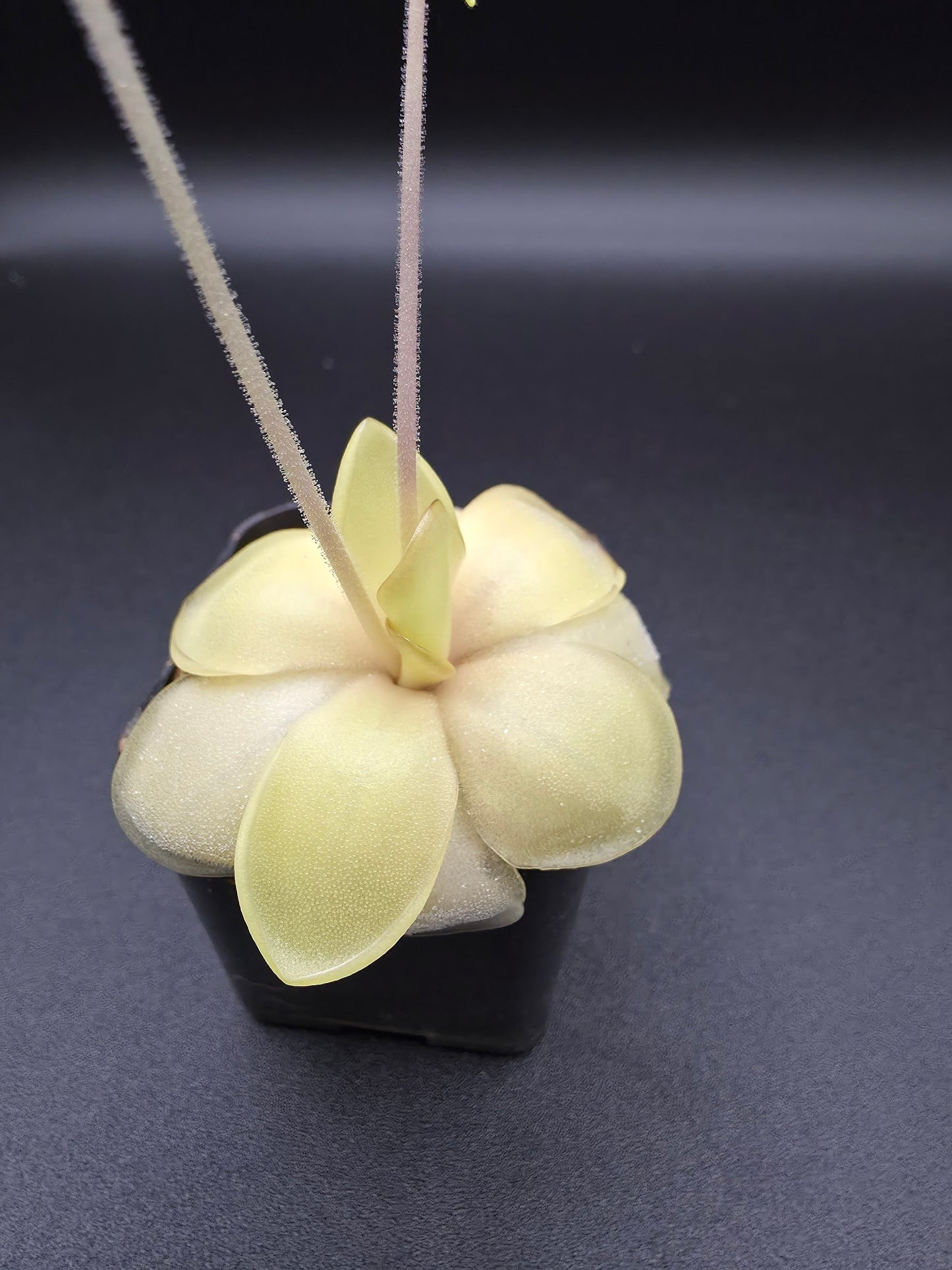Pinguicula gina