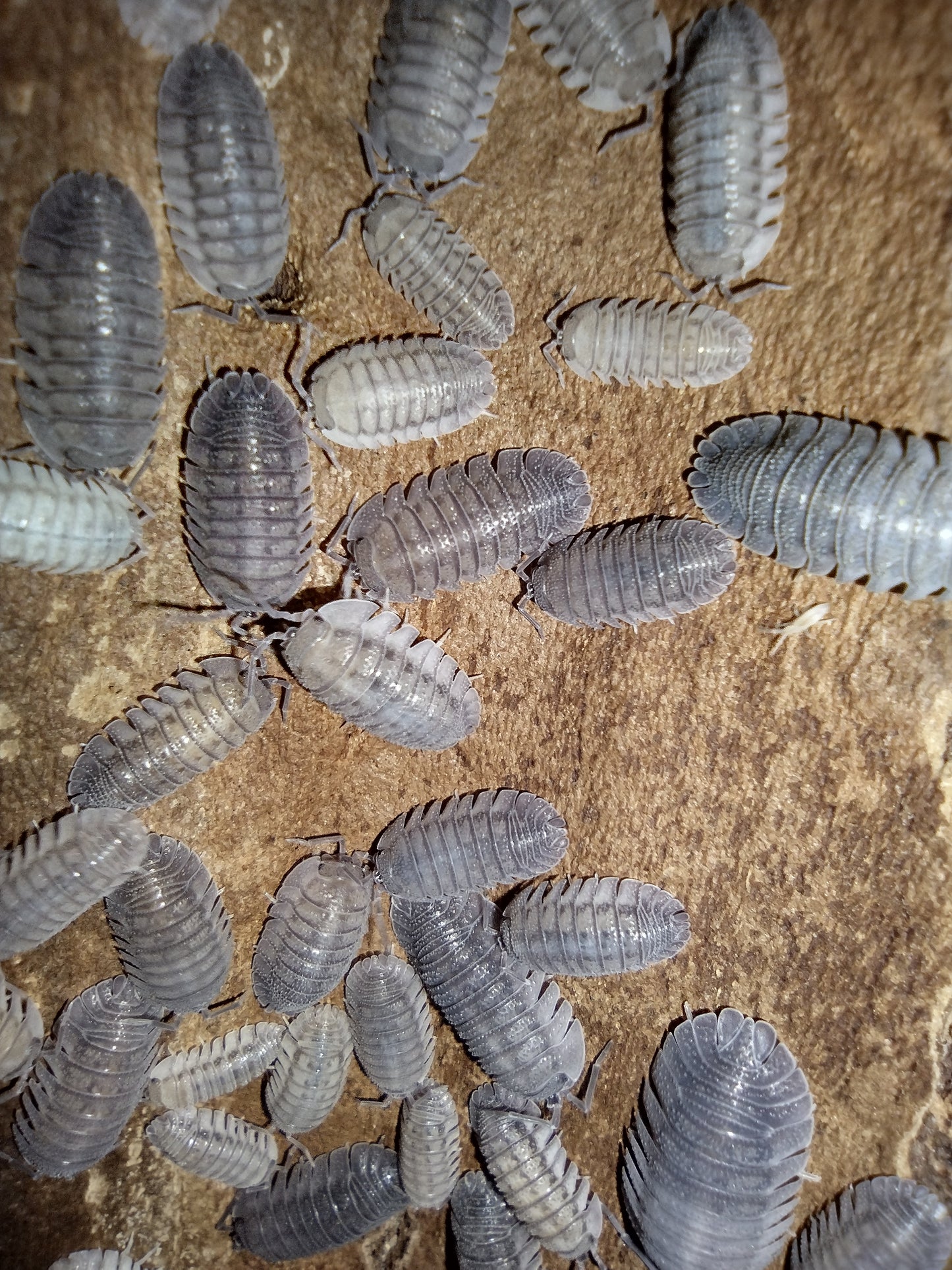 Armadillidium peraccae