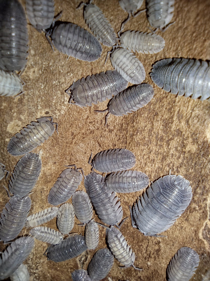 Armadillidium peraccae