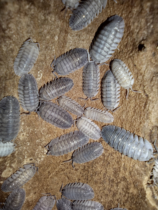 Armadillidium peraccae