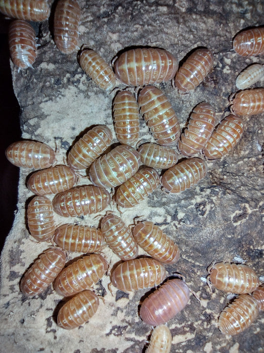 Armadillidium vulgare "Orange vigor sunset"