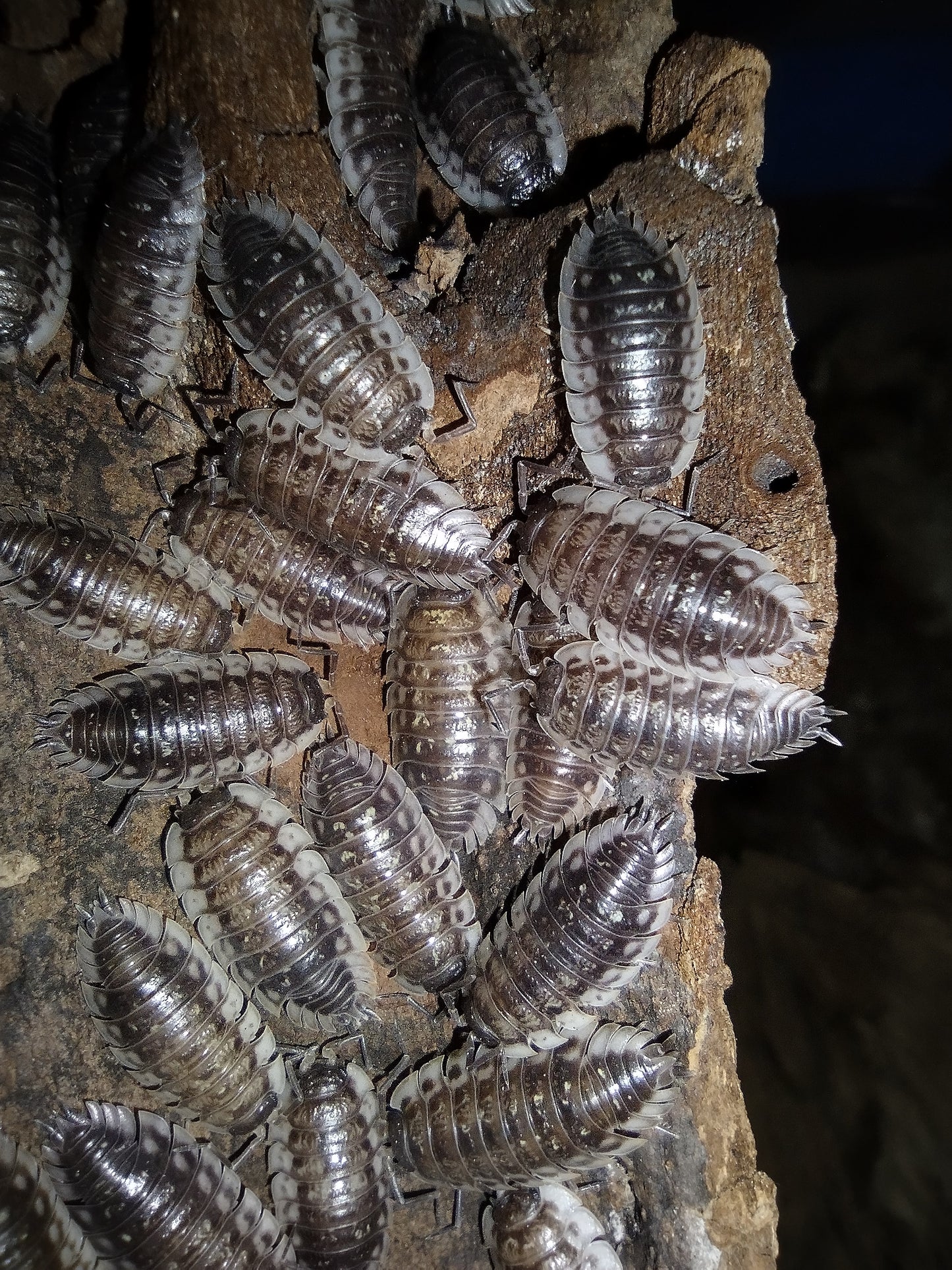 Oniscus asellus “Wild"