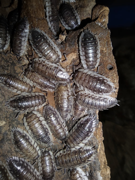 Oniscus asellus “Wild"