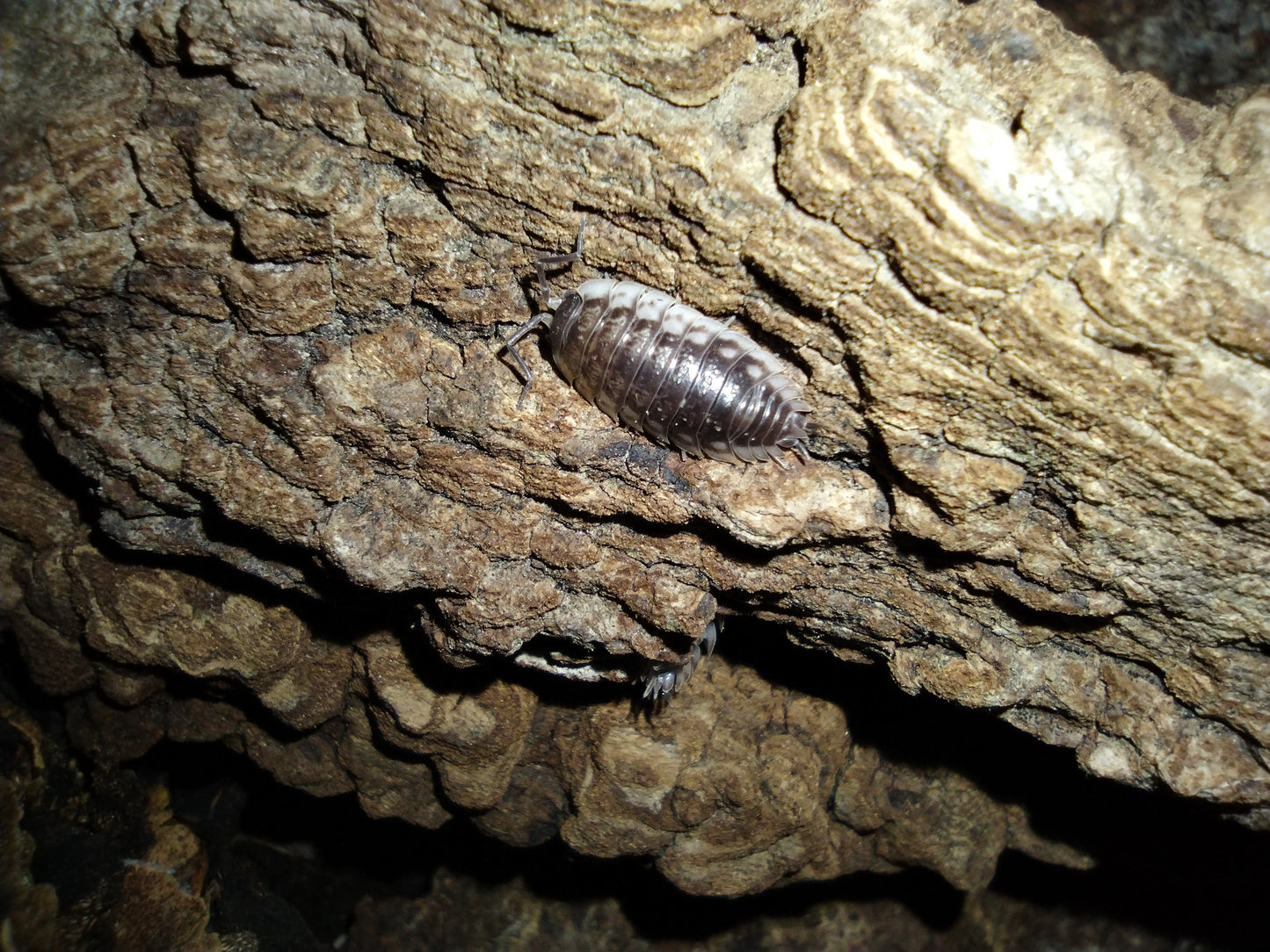 Oniscus asellus “Wild"