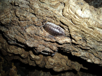 Oniscus asellus “Wild"