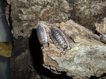 Oniscus asellus “Wild"