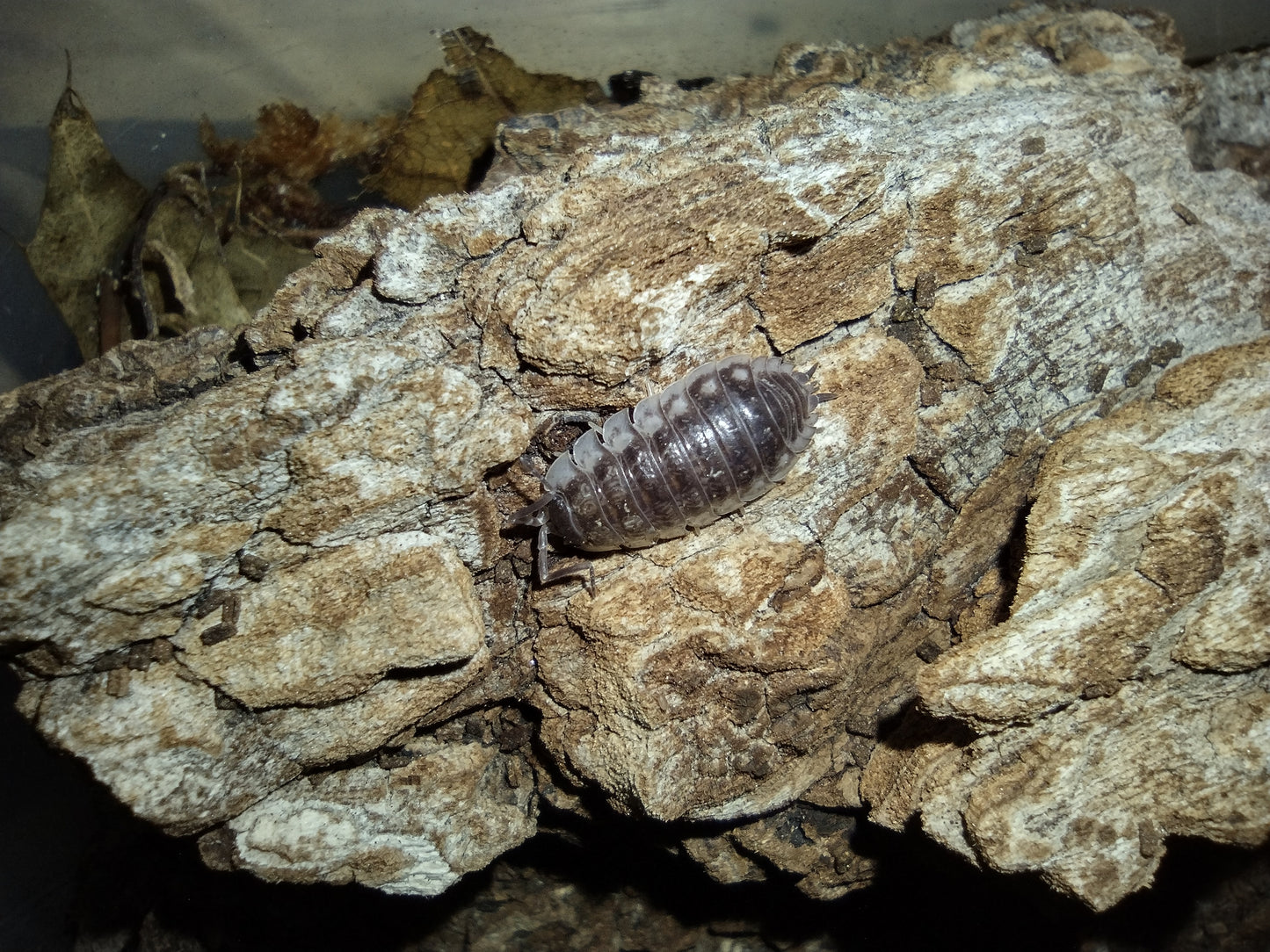 Oniscus asellus “Wild"
