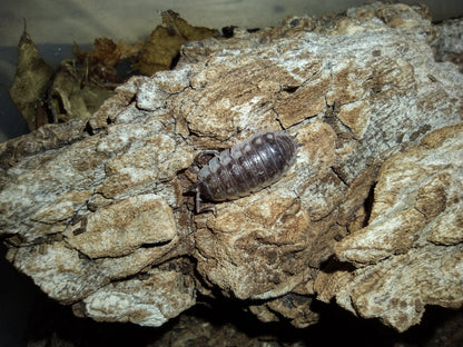 Oniscus asellus “Wild"