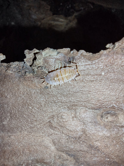 Porcellionides pruinosus "Powder Orange"