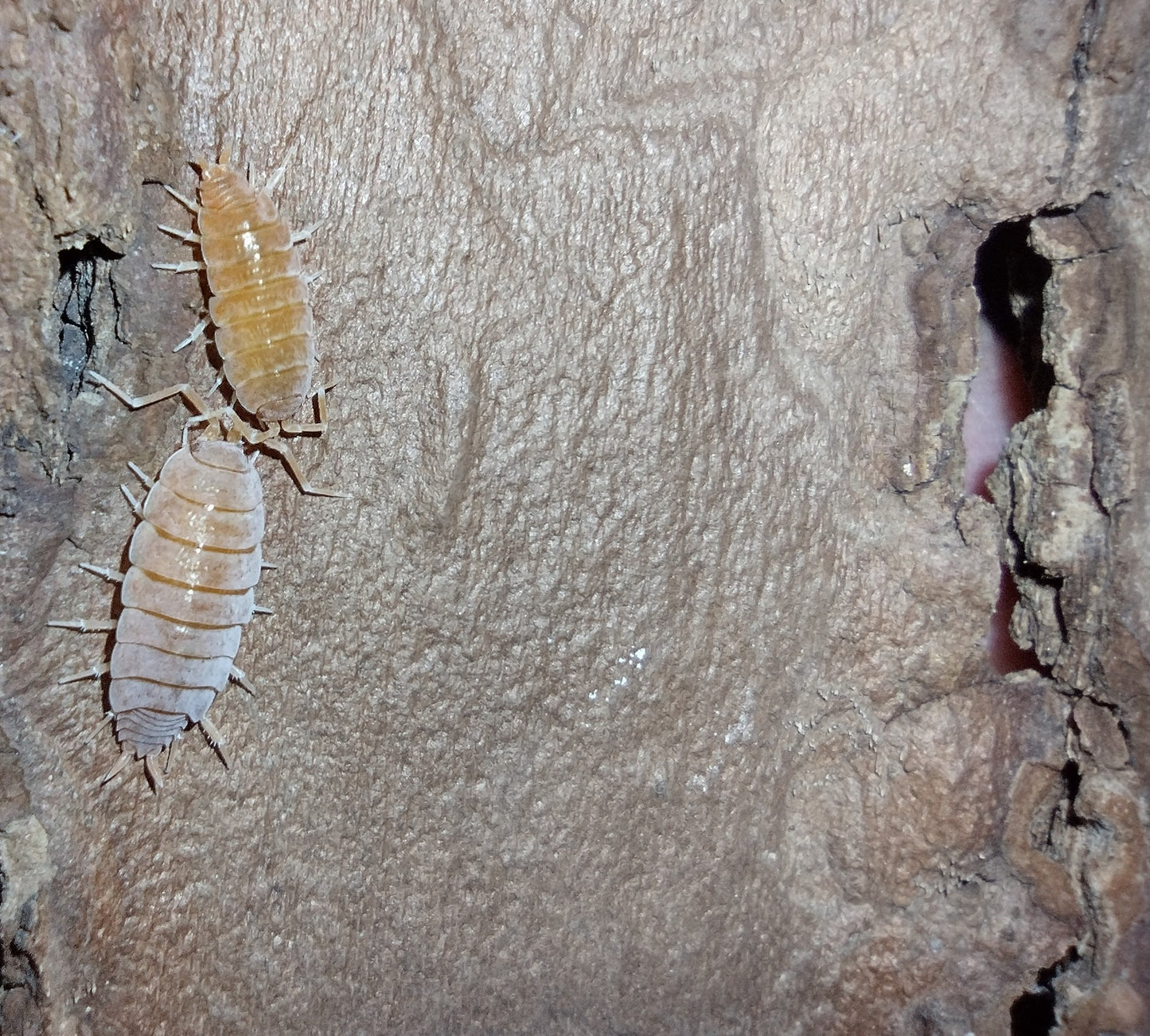 Porcellionides pruinosus "Powder Orange"