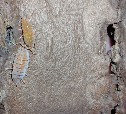 Porcellionides pruinosus "Powder Orange"