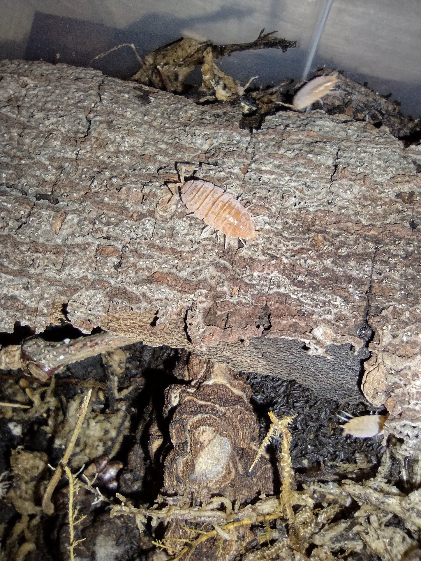 Porcellionides pruinosus "Powder Orange"