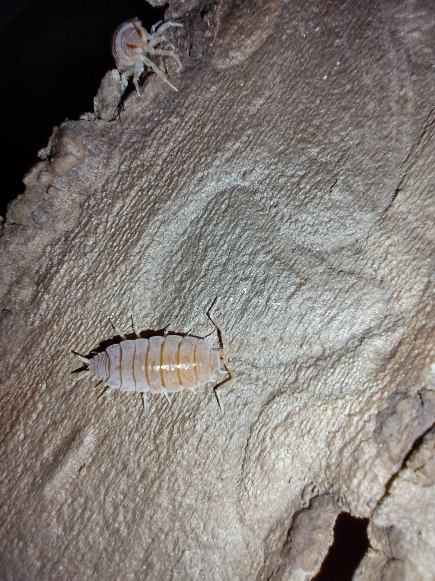 Porcellionides pruinosus "Powder Orange"