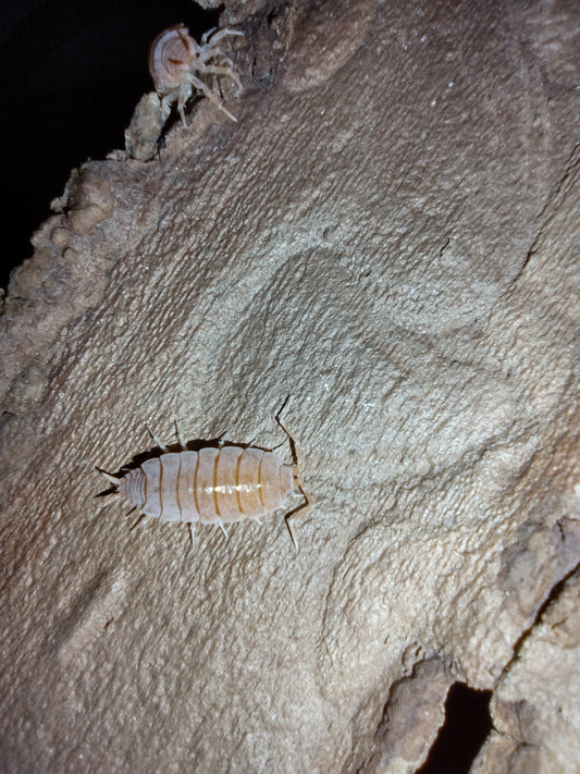 Porcellionides pruinosus "Powder Orange"