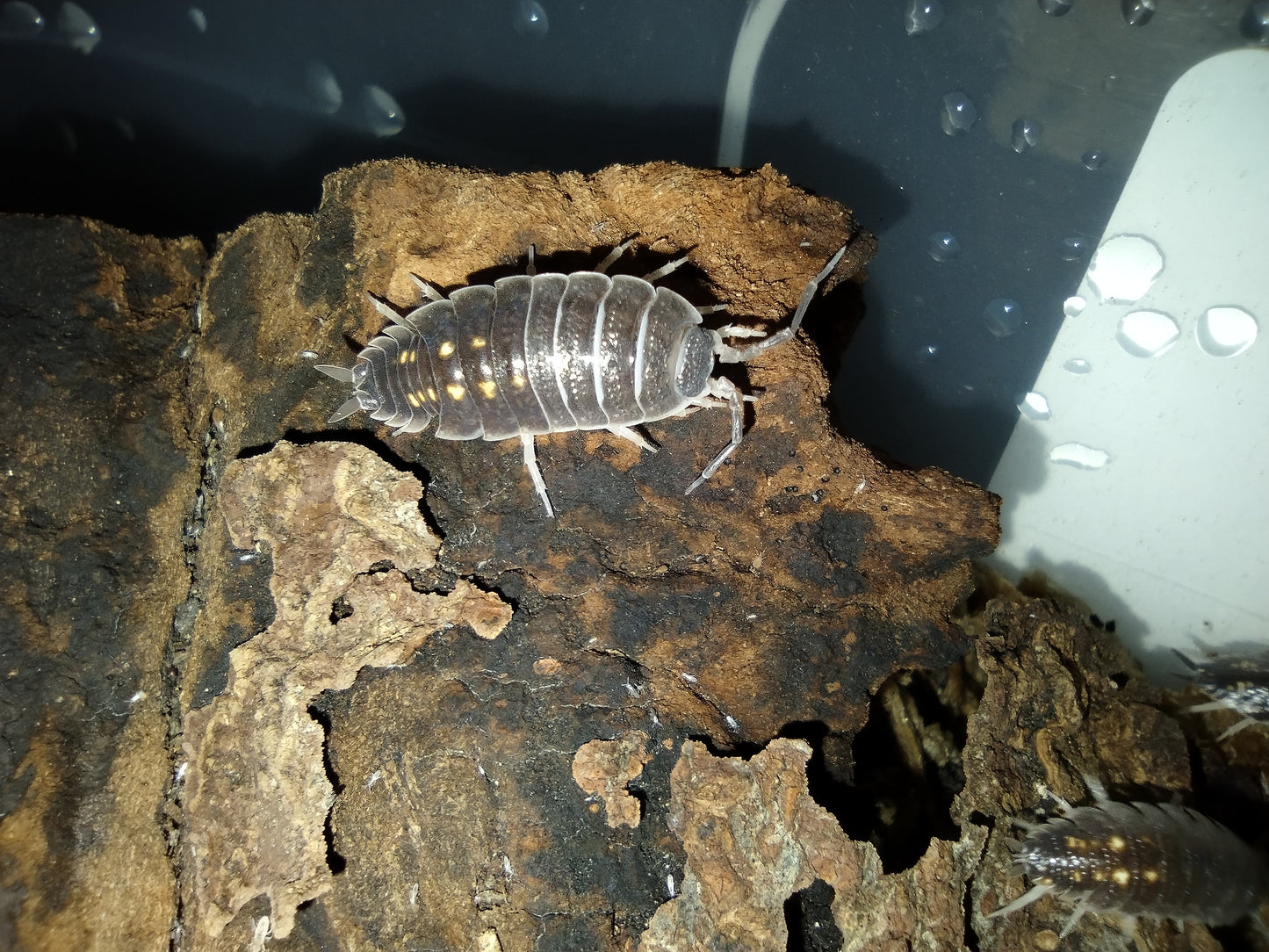 Porcellio ornatus "Yellow Dot"