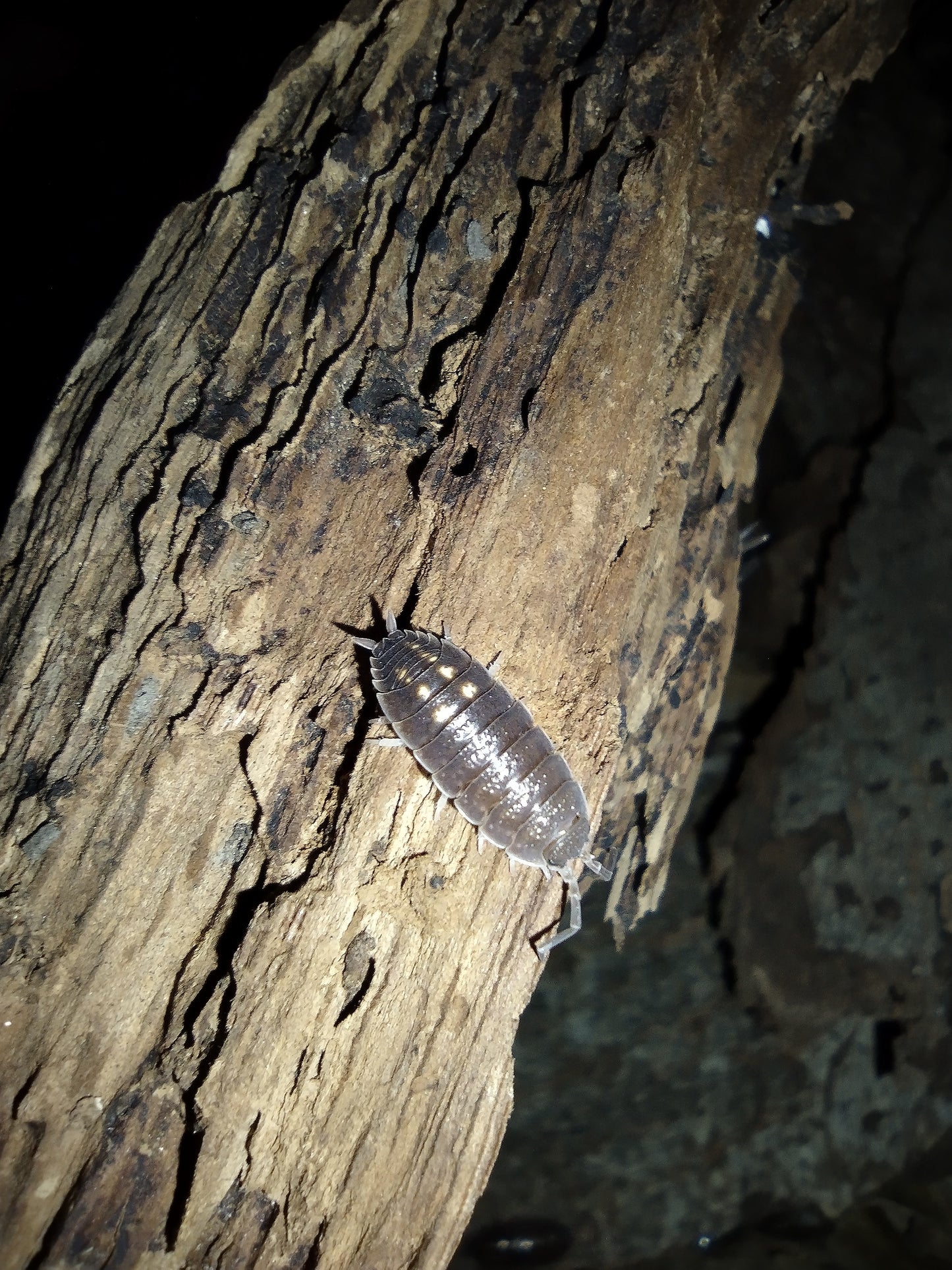 Porcellio ornatus "Yellow Dot"