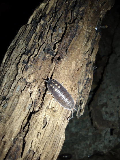 Porcellio ornatus "Yellow Dot"