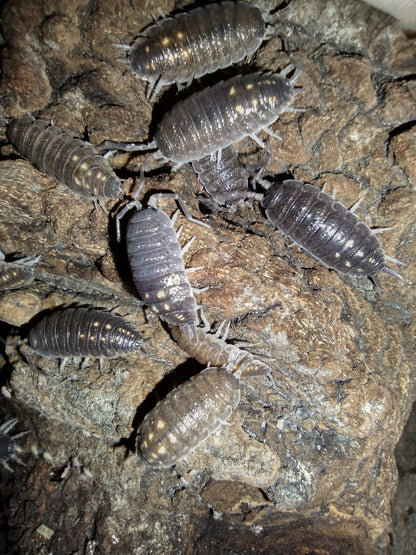 Porcellio ornatus "Yellow Dot"