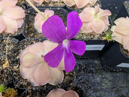 Pinguicula moranensis