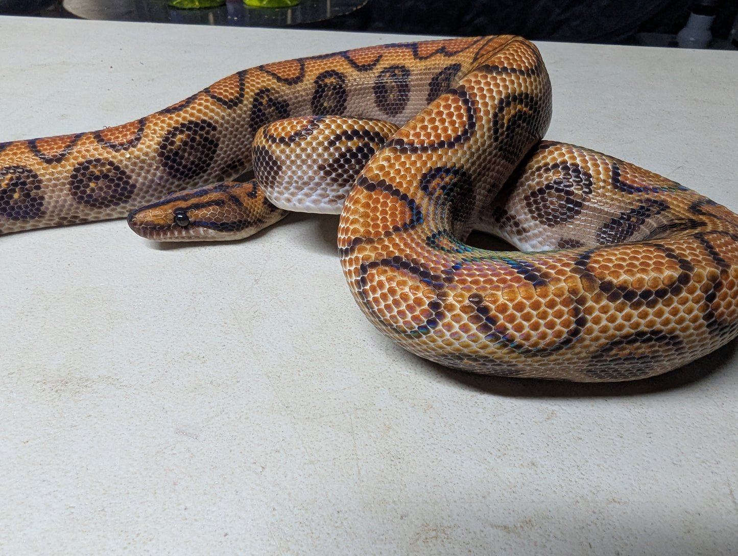 Brazilian Rainbow Boa - Male