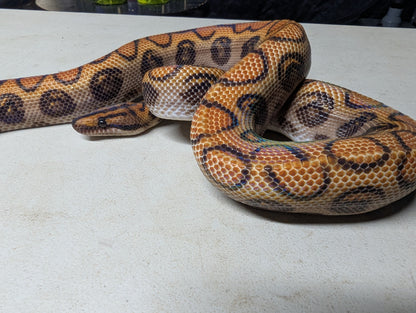 Brazilian Rainbow Boa - Male