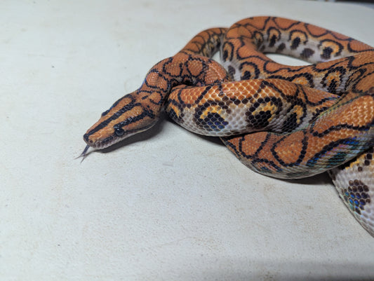 Brazilian Rainbow Boa - Female