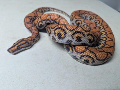Brazilian Rainbow Boa - Female