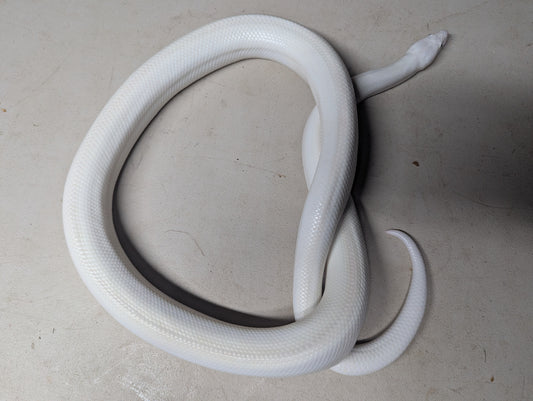 Blue Eyed Leucistic Colombian Rainbow Boa - Male
