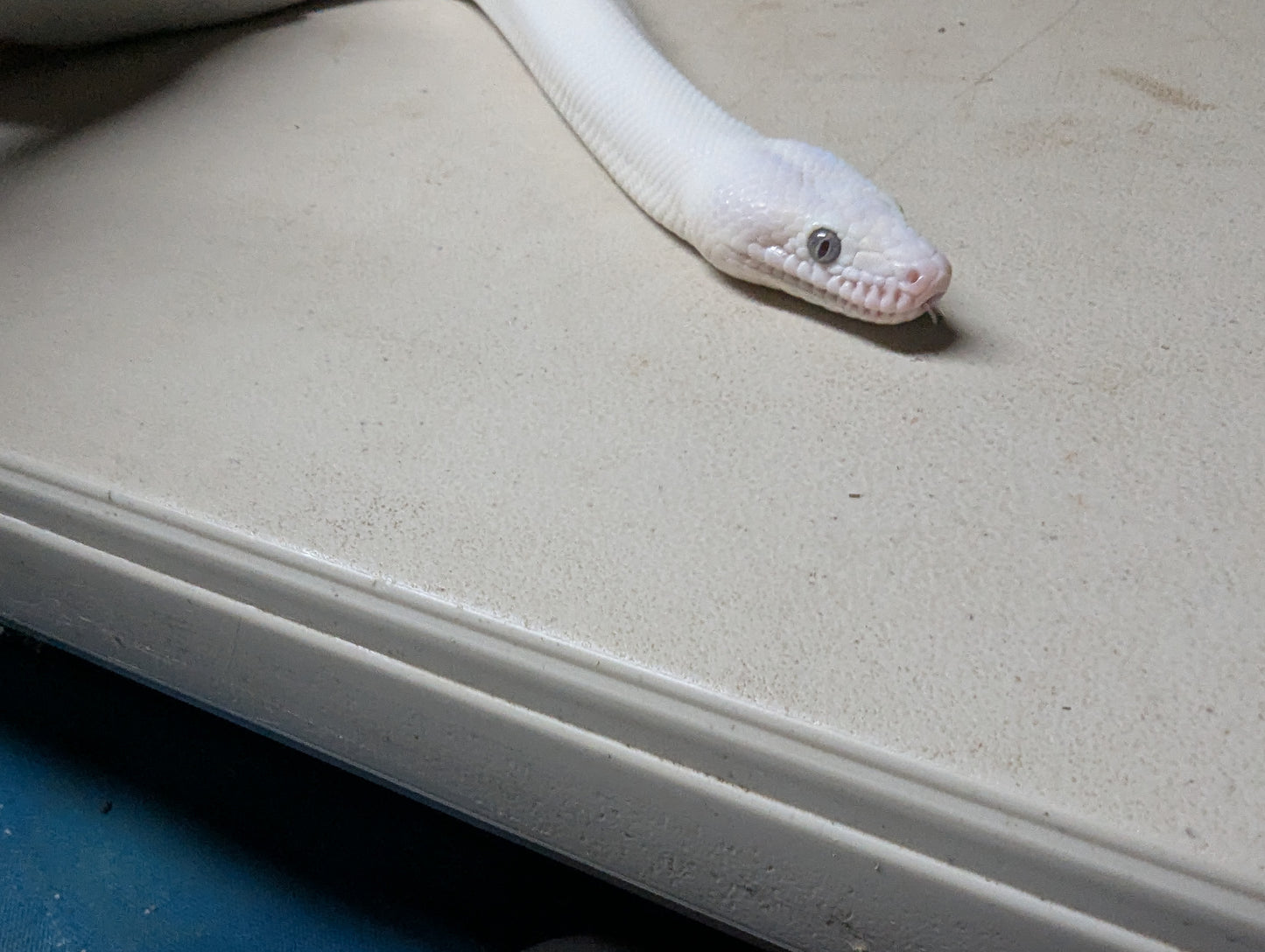 Blue Eyed Leucistic Colombian Rainbow Boa - Male