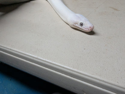 Blue Eyed Leucistic Colombian Rainbow Boa - Male