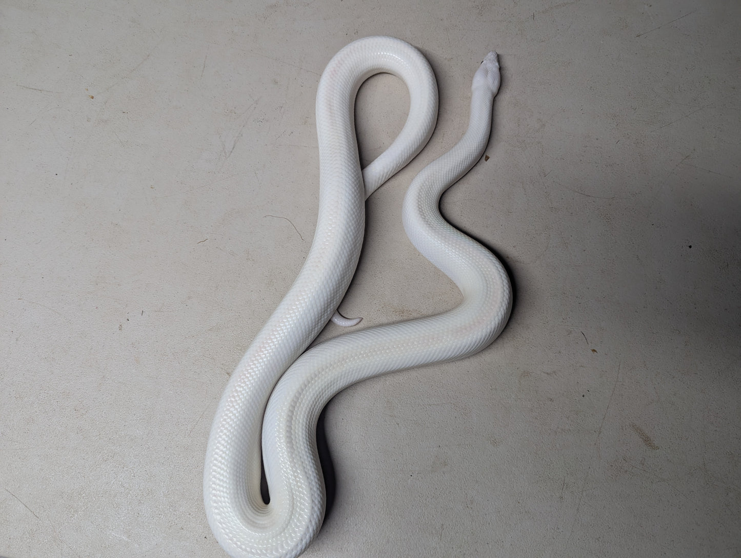 Blue Eyed Leucistic Colombian Rainbow Boa - Female