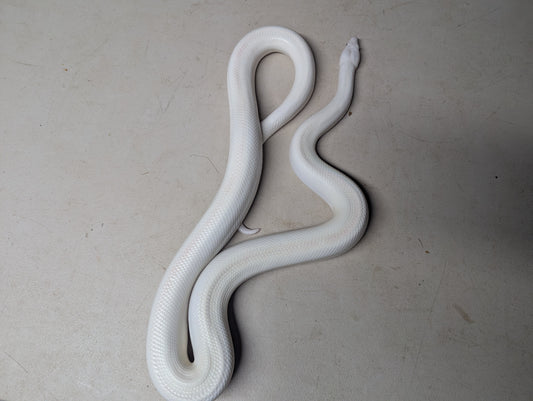 Blue Eyed Leucistic Colombian Rainbow Boa - Female