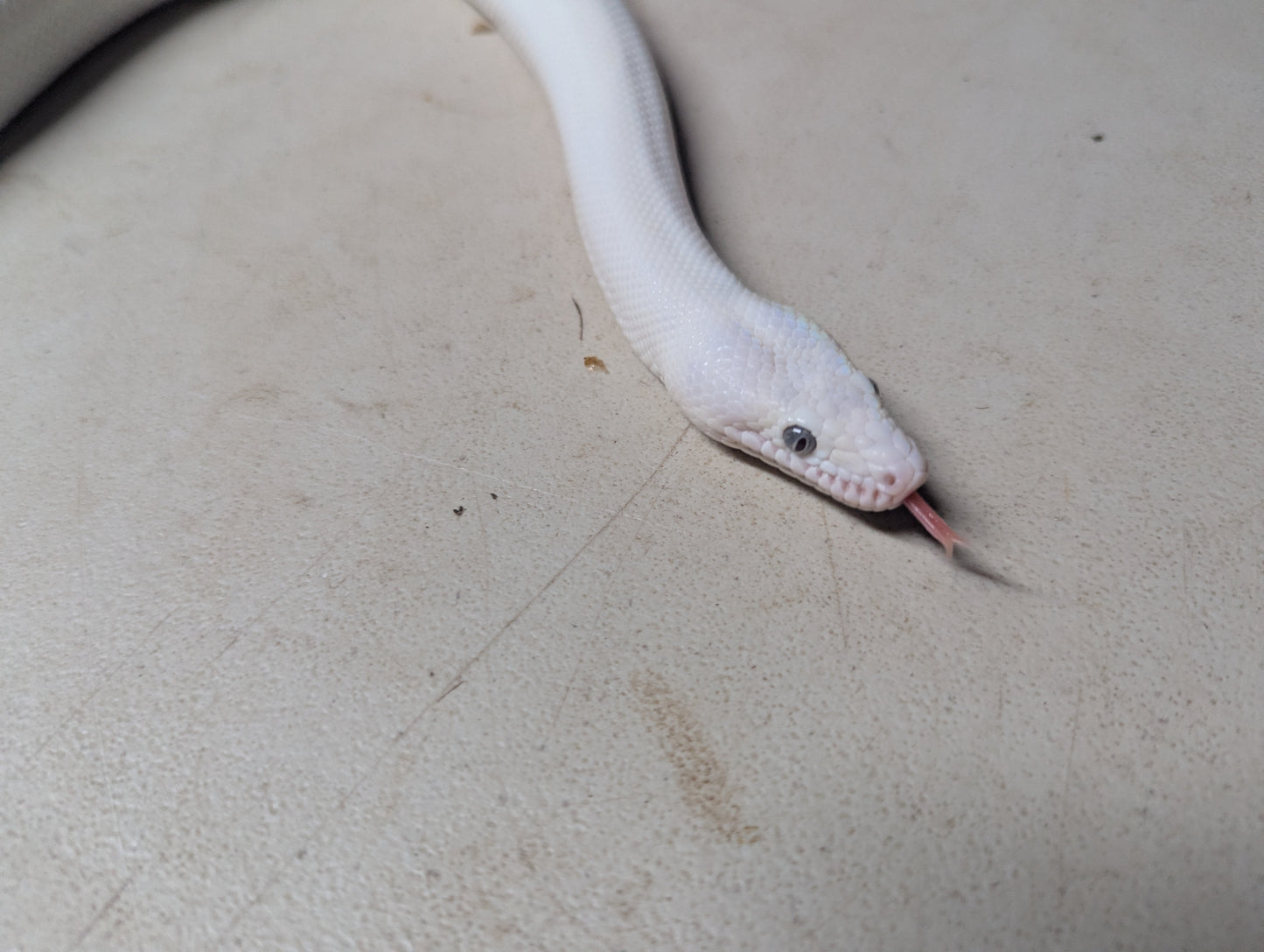 Blue Eyed Leucistic Colombian Rainbow Boa - Female