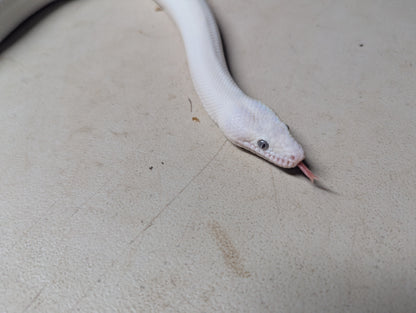 Blue Eyed Leucistic Colombian Rainbow Boa - Female