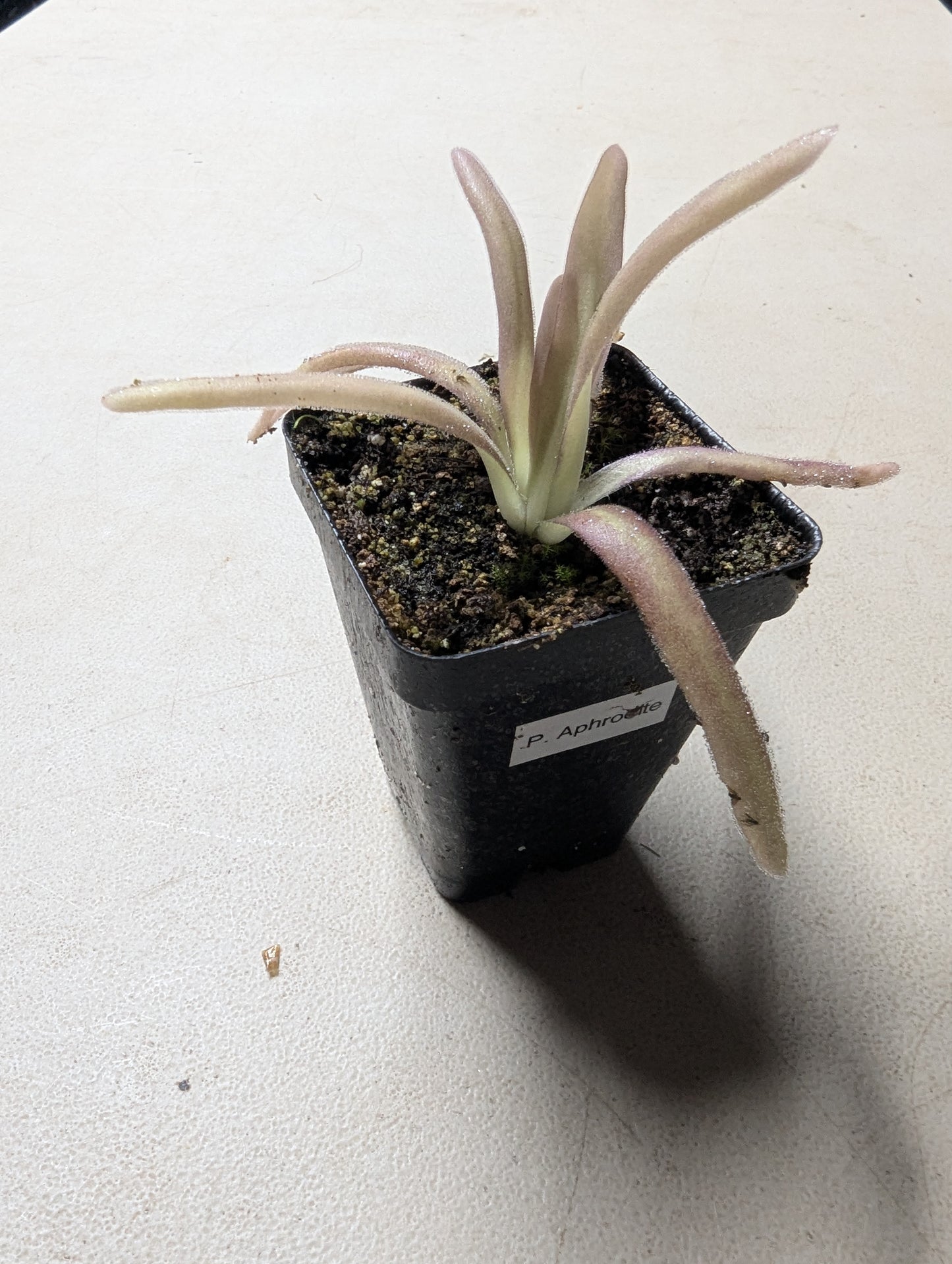 Pinguicula aphrodite