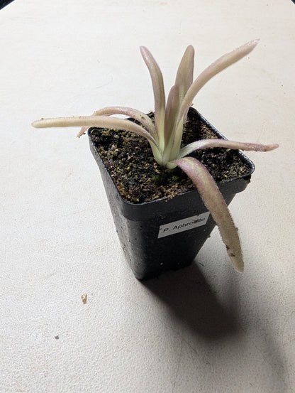 Pinguicula aphrodite