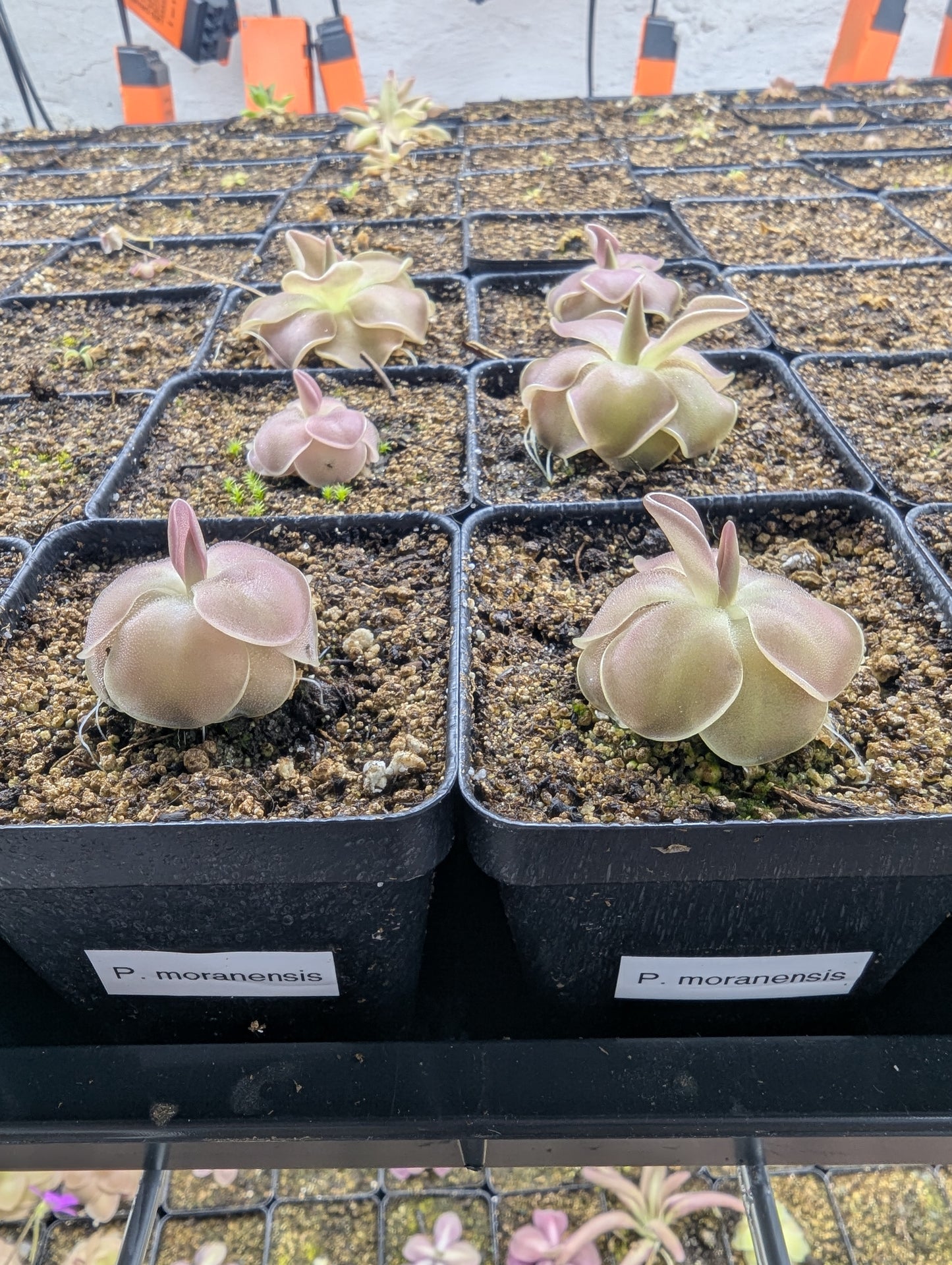 Pinguicula moranensis