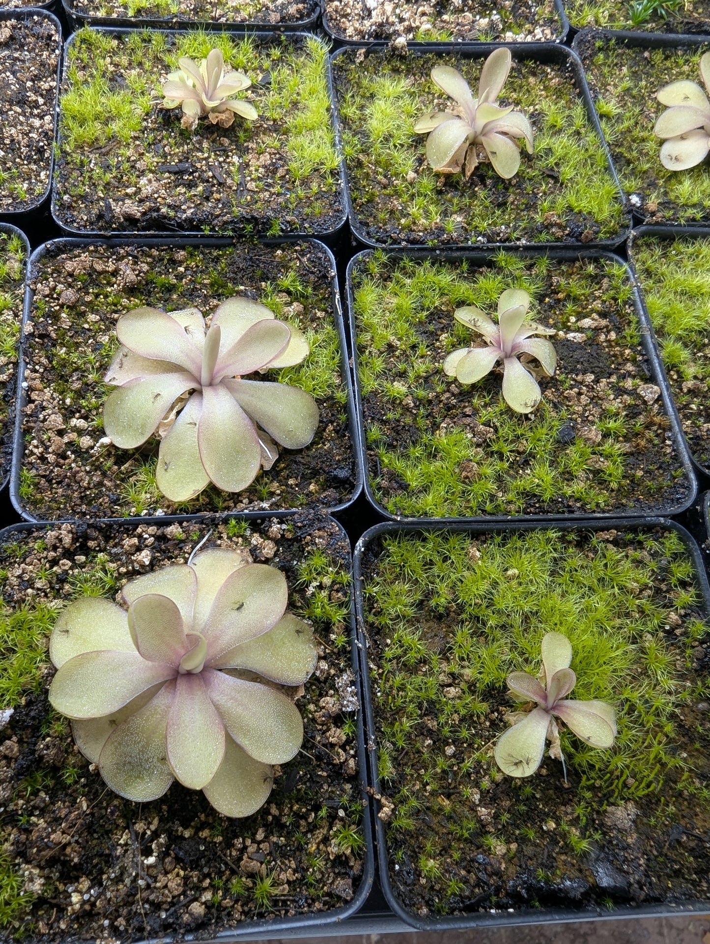 Pinguicula kondoi 'white flower'