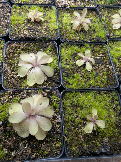 Pinguicula kondoi 'white flower'