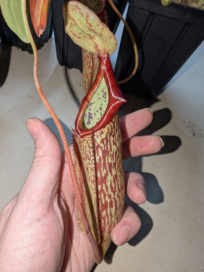 Nepenthes miranda