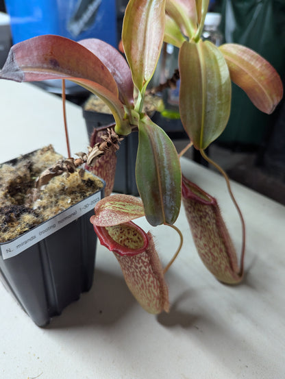 Nepenthes miranda