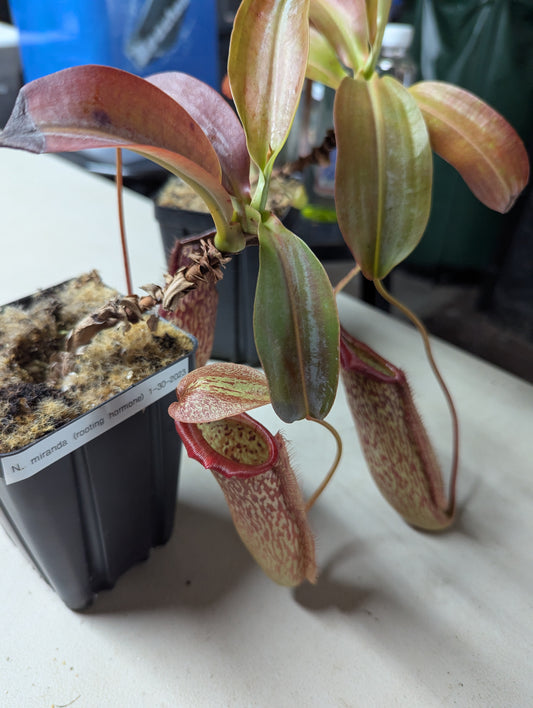 Nepenthes miranda