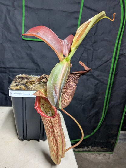 Nepenthes miranda
