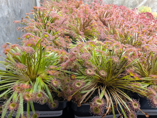 Drosera ordensis x darwinensis