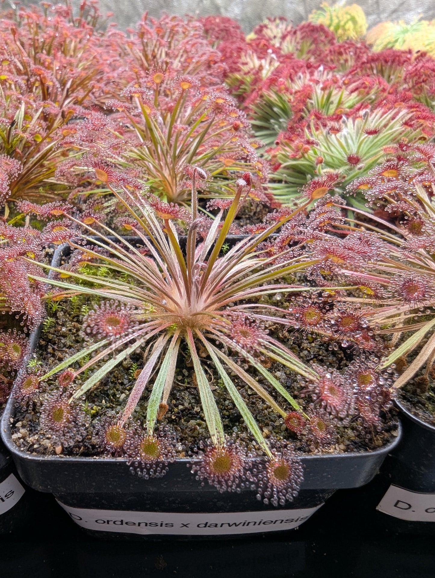 Drosera ordensis x darwinensis